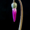 Flora : 